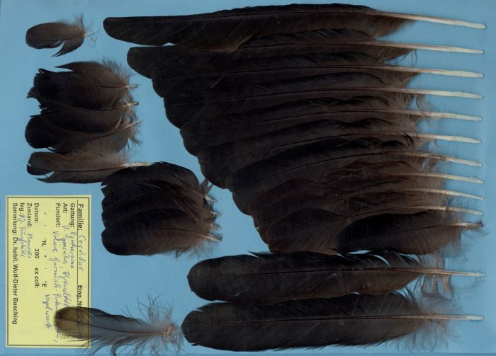Alpine chough (Pyrrhocorax graculus) - Feathers on featherbase.info