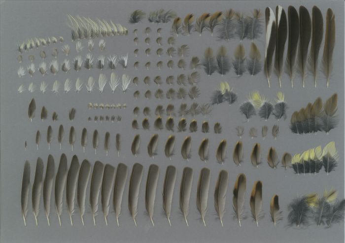 Bild von Federn der Art Emberiza spodocephala (Maskenammer)