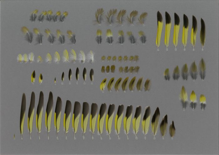 Bild von Federn der Art Chloris sinica (Chinagrünfink)