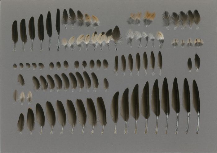 Bild von Federn der Art Cecropis daurica (Rötelschwalbe)