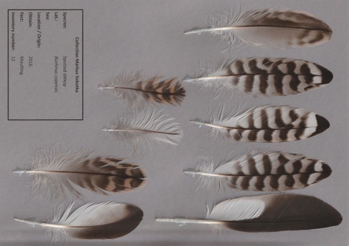 Bild von Federn der Art Burhinus capensis (Kaptriel)