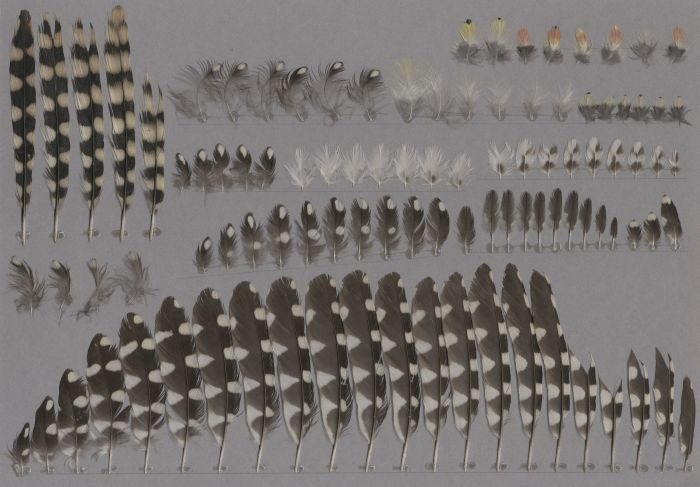 Bild von Federn der Art Trachyphonus erythrocephalus (Flammenkopf-Bartvogel)