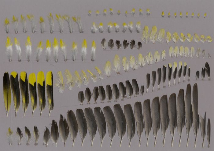 Bild von Federn der Art Oriolus oriolus (Pirol)