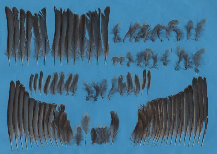 Bild von Federn der Art Leucosticte arctoa (Rosenbauch-Schneegimpel)