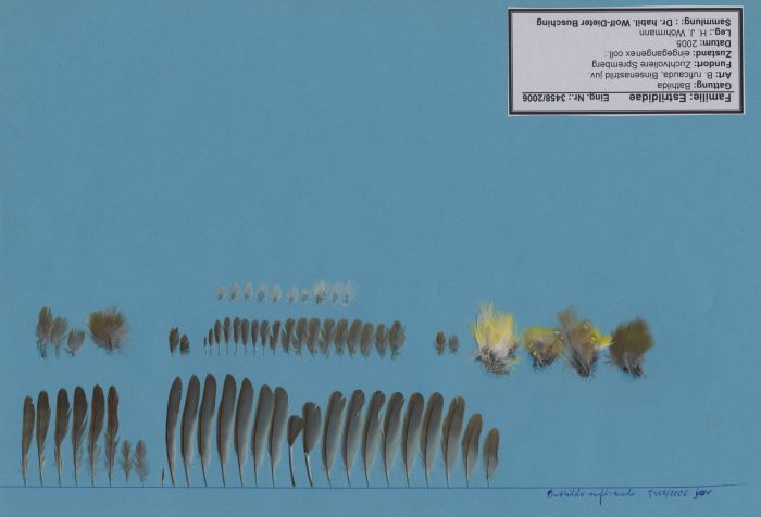 Bild von Federn der Art Neochmia ruficauda (Binsenastrild)