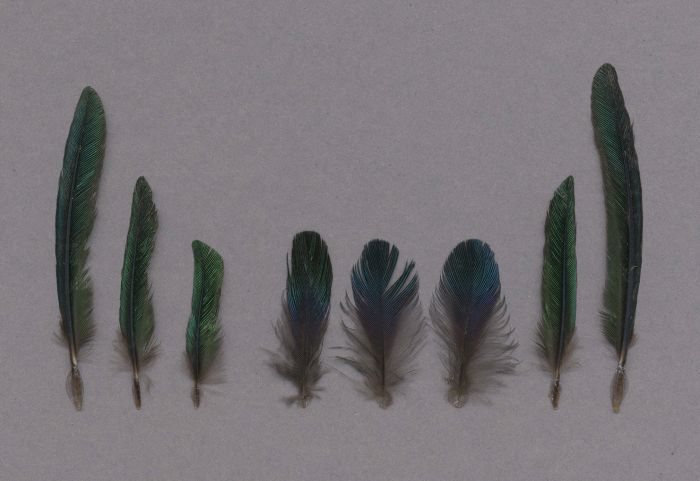 Bild von Federn der Art Eulampis jugularis (Purpurkehl-Kolibri)