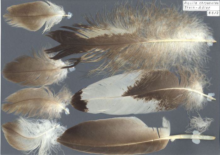 Bild von Federn der Art Haliaeetus albicilla (Seeadler)