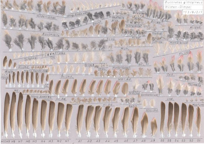 Bild von Federn der Art Bucanetes githagineus (Wüstengimpel)