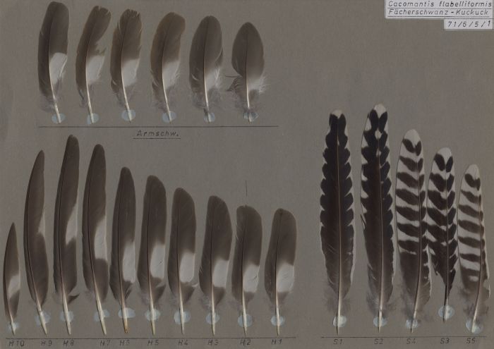 Bild von Federn der Art Cacomantis flabelliformis (Fächerschwanzkuckuck)