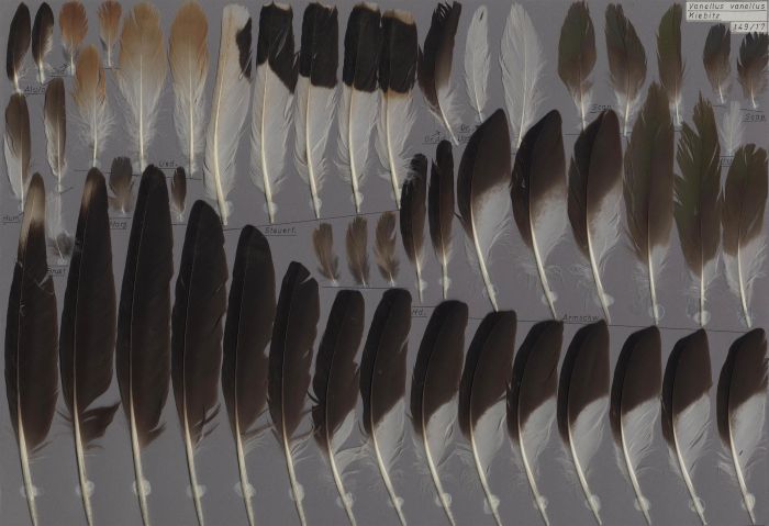 Bild von Federn der Art Vanellus vanellus (Kiebitz)