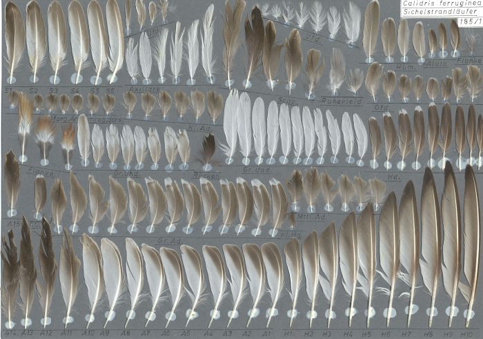 Bild von Federn der Art Calidris ferruginea (Sichelstrandläufer)