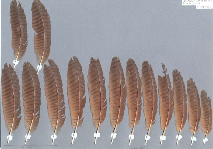 Bild von Federn der Art Centropus senegalensis (Spornkuckuck)