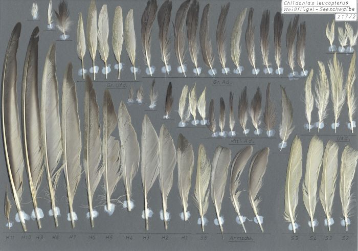 Bild von Federn der Art Chlidonias leucopterus (Weißflügel-Seeschwalbe)