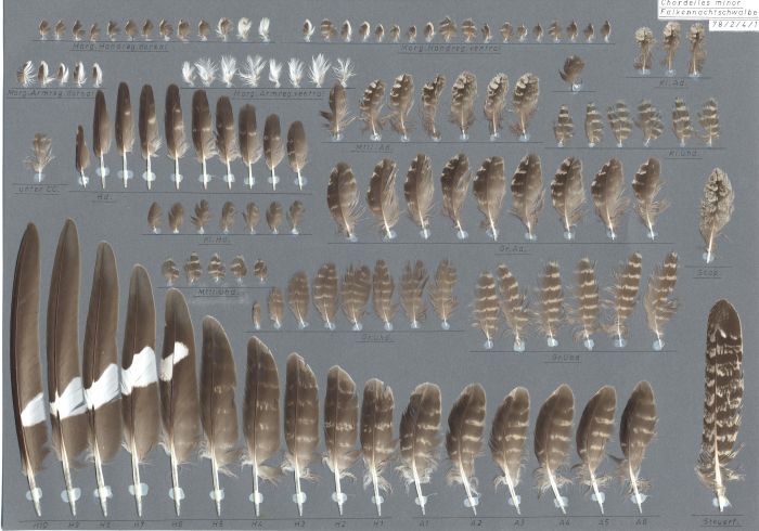 Bild von Federn der Art Chordeiles minor (Falkennachtschwalbe)