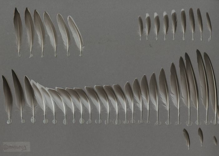 Bild von Federn der Art Phalaropus lobatus (Odinshühnchen)
