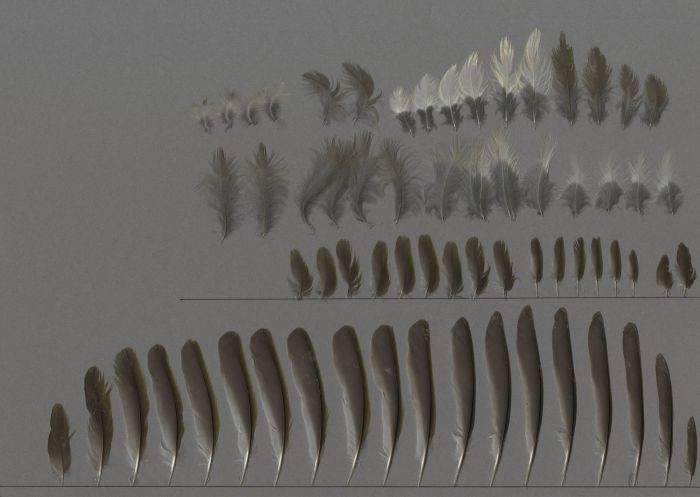 Bild von Federn der Art Pycnonotus sinensis (Chinabülbül)