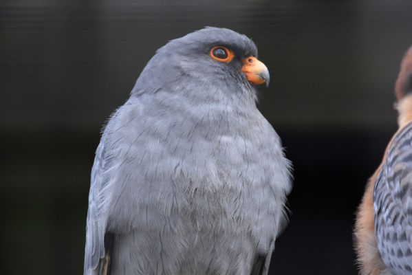 Foto der Art Falco vespertinus (Rotfußfalke)