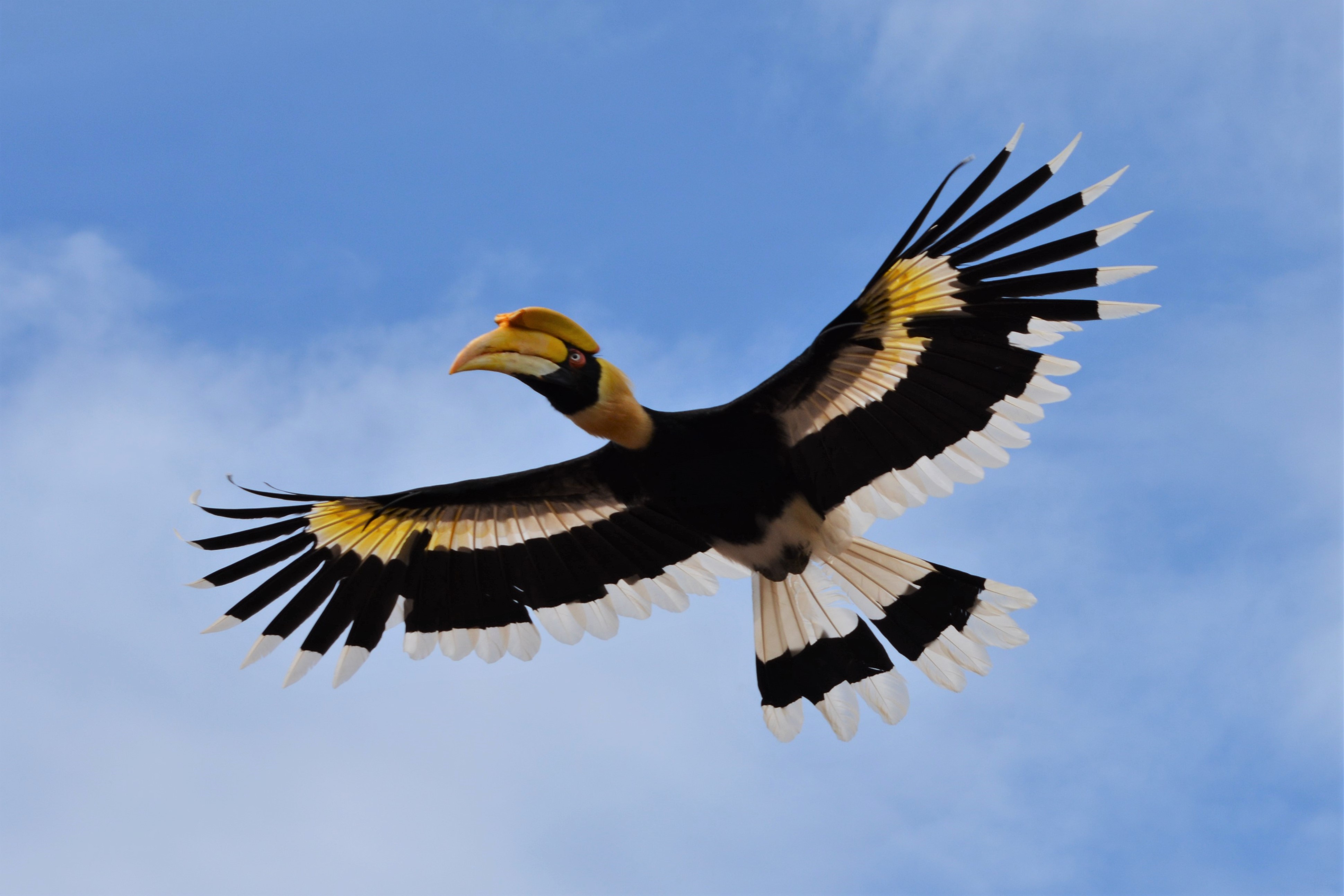 Hornbill great What is