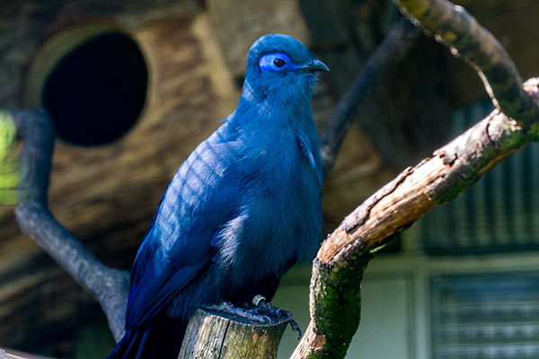 Foto der Art Coua caerulea (Blauer Seidenkuckuck)