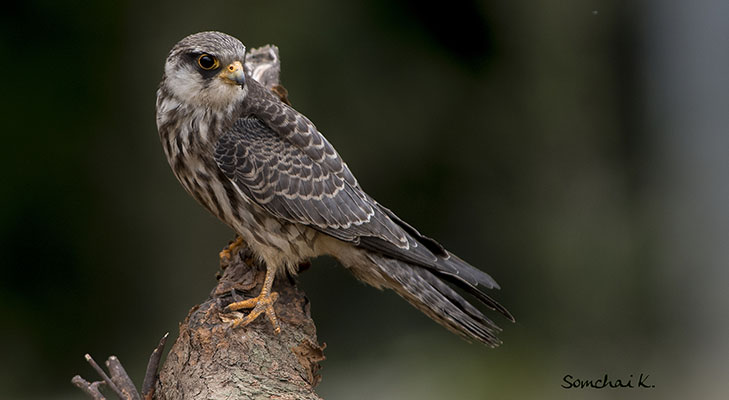 Foto der Art Falco amurensis (Amurfalke)