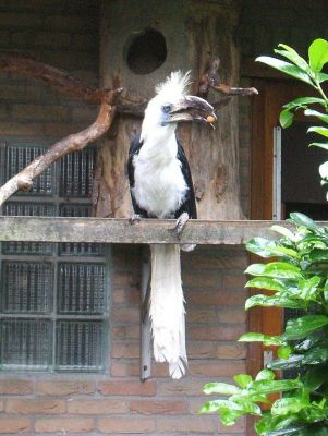 Foto der Art Berenicornis comatus (Langschopf-Hornvogel)