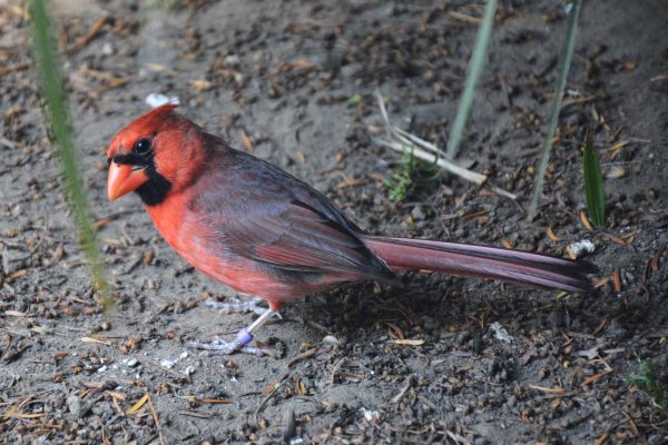 Foto der Art Cardinalis cardinalis (Roter Kardinal)