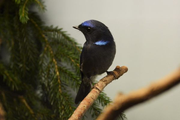 Foto der Art Niltava macgrigoriae (Feenblauschnäpper)