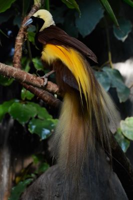 Foto der Art Paradisaea apoda (Großer Paradiesvogel)