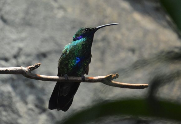 Foto der Art Colibri coruscans (Großer Veilchenohrkolibri)