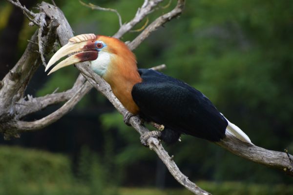 Foto der Art Rhyticeros plicatus (Blythhornvogel)