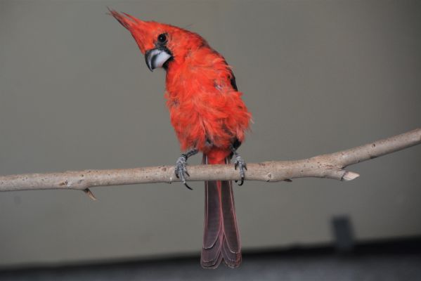 Foto der Art Cardinalis phoeniceus (Purpurkardinal)