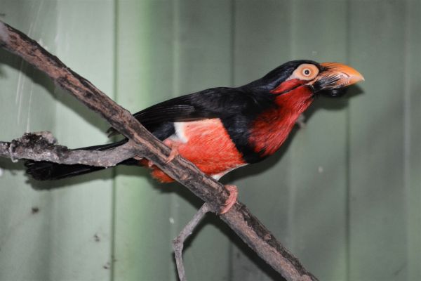 Foto der Art Pogonornis dubius (Furchenschnabel-Bartvogel)