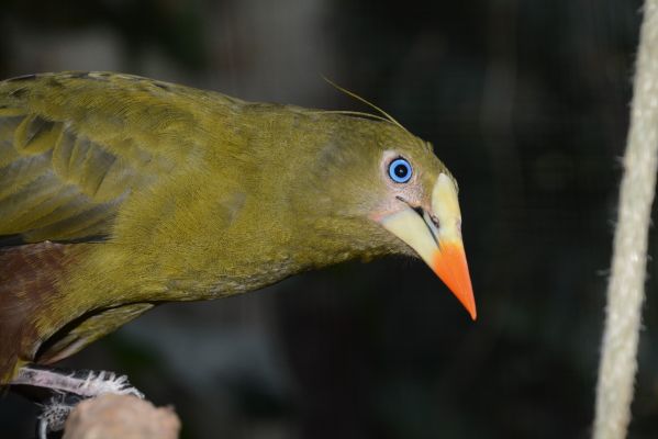 Foto der Art Psarocolius viridis (Grünschopf-Stirnvogel)