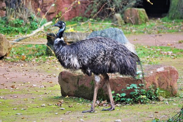 Foto der Art Dromaius novaehollandiae (Großer Emu)